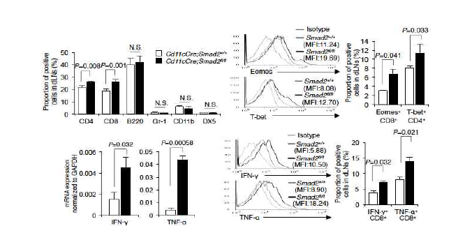 수지상세포 특이적 Smad2 결손마우스의 종양 주변림프절에서의 효과기 T 세포의 증가