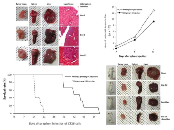 Primary tumor injection 후 spleen에 투여한 CT26 세포의 간으로의 전이와 생존율 및 fucoidan의 영향