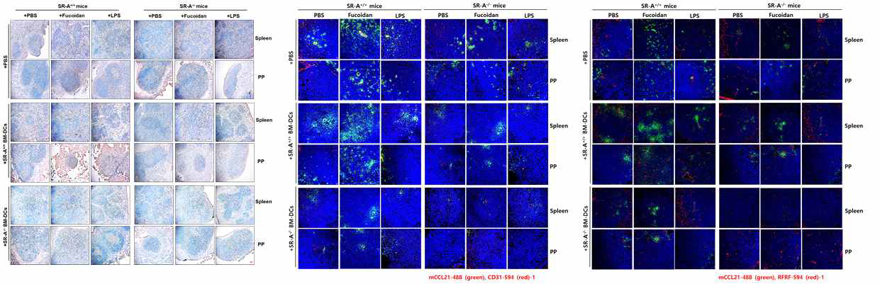 Wile type 및 SR-A KO mouse에서 fucoidan에 의한 CCL-21 발현과 CD31-positive 세포와의 상관성