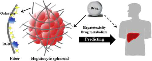 약물 대사 및 간독성 예측 [Acta Biomater. 2015]