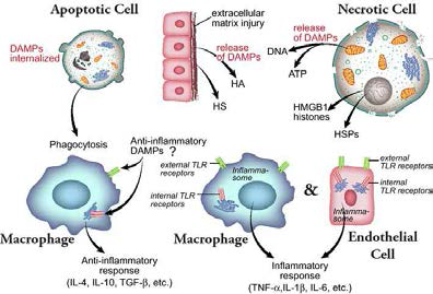 외상환자의 DAMPs와 cytokine 상관관계 [Intensive Care Med. 2016]