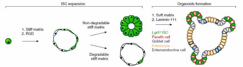 잘 정의된 환경에서의 Intestinal oranoid 형성을 나태내는 모식도 [Gjorevski et al., 2016]