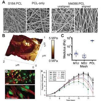 나노섬유를 이용한 T세포의 증식 강화 [Dang et al., 2018]