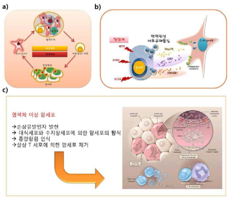 a) 면역세포에 의한 암세포의 인식과 제거 모델, b) 항암제 및 방사선 등 안세포사멸 유도제에 의한 면역원성 세포사멸유도 모델, c) 인체 내 면역세포에 의한 암세포의 인식과 탐식 모델 [Senovilla et al., 2012]