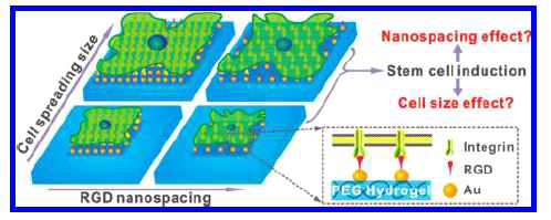 RGD의 나노간격과 세포크기의 독립적인 조절을 통한 줄기세포 분화 분석 [Wang et al., 2015]