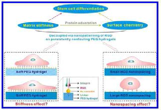 RGD의 나노간격과 PEG hydrogel의 stiffness를 독립적인 조절하여 줄기세포 분화 분석 [Ye et al., 2015]