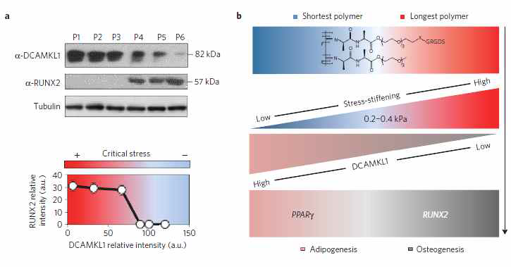 Stress stiffening 정도에 의한 Osteogenesis로의 진행에 대한 그림 [Das et al, 2016]