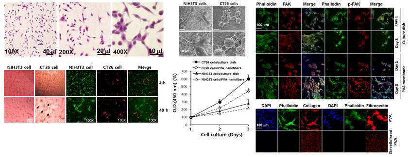 PVA 나노섬유에 부착한 섬유아세포의 H-E 염색결과, PVA 나노섬유의 아래층에 암세포를 배양하고 윗층에 섬유아세포를 배양한 후 육안현미경과 형광현미경으로 관찰한 결과, 세포부착의 전자현미경 사진, 세포증식도 측정 결과, 세포부착에 대한 pFAK의 영향, PVA 나노섬유에 부착된 단백질 측정 결과