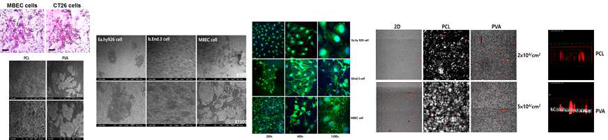 PVA membrane에 배양한 혈관내피세포의 형태 특성을 관찰한 결과