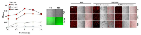 Florescence sodium salt를 함유하는 나노섬유에서 형광 방출을 측정한 결과, NaOH로 처리한 RGD-PVA membrane에서 배양한 CT26 세포의 부착성을 측정한 결과