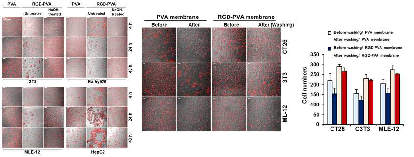 NaOH로 처리한 RGD-PVA membrane에 여러 종류의 세포 부착성을 관찰한 결과, washing 후 RGD-PVA membrane에 부착되어 있는 세포의 수를 관찰한 결과