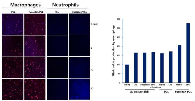 Fucoidan-PCL에 대식세포의 부착과 NO 생성을 측정한 결과