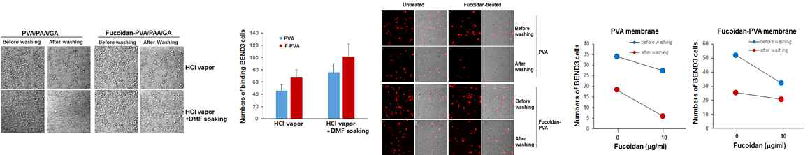 Fucoidan-PVA에 혈관내피세포의 부착에 대한 DMF 처리의 효과, Fucoidan-PVA 결합에 대한 fucoidan의 competitive inhibition, PVA 및 PVA-fucoidan 나노섬유에 혈관내피세포의 부착에 대한 fucoidan의 영향