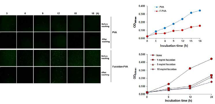PVA 및 fucoidan-PVA에서 포도상구균의 부착성과 증식을 측정한 결과