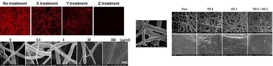 NIH3T3 세포주를 배양한 나노섬유 NFS에서의 decellular 나노섬유 NFS의 콜라겐 형광염색 이미지, 나노섬유 NFS에서 콜라겐 농도에 따른 겔 상태를 조사한 SEM 이미지, Decellular NFS에서 native fiber 합성의 SEM 이미지