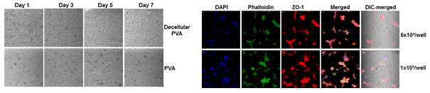 Decellular PVA 나노섬유에 배양한 혈관내피세포의 부착정도와 tight junction의 형성을 관찰하기 위한 ZO-1 형광염색 결과