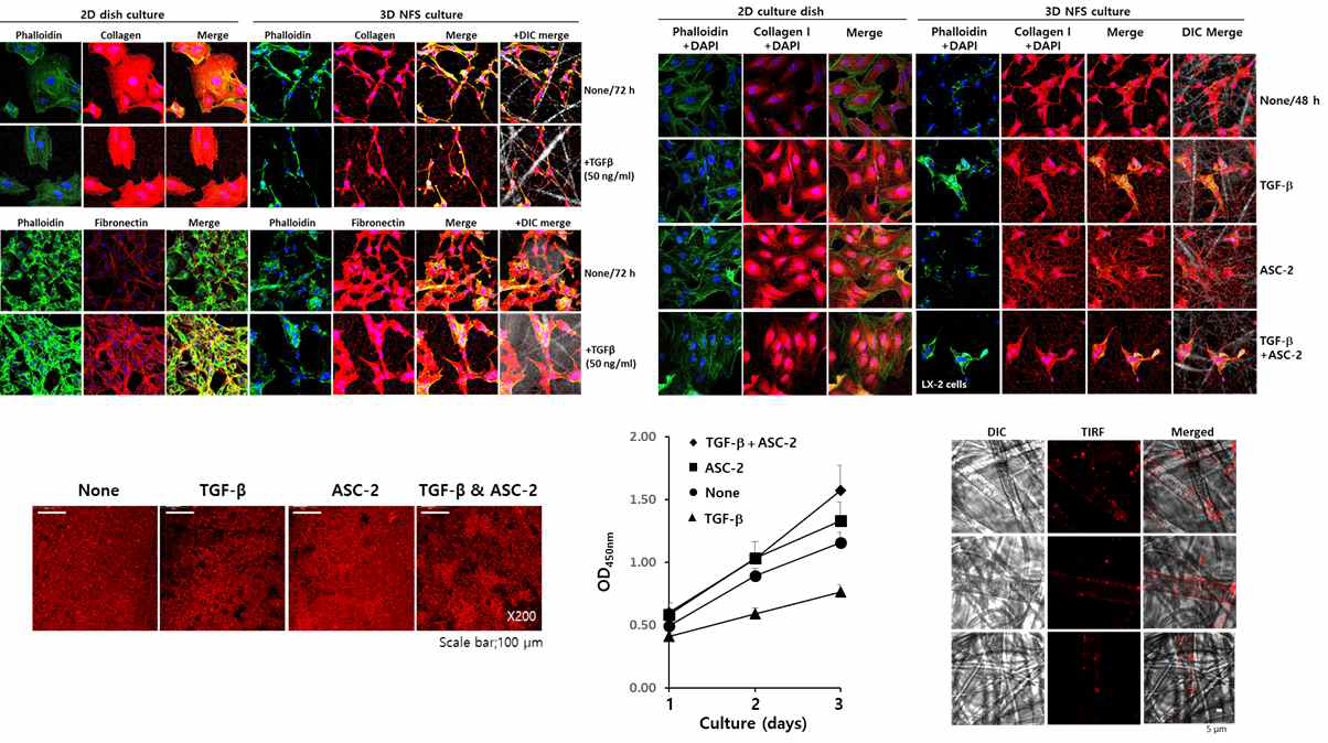 2D 및 3D에서 배양한 LX-2 세포에서 TGF-beta나 ascorbate에 의한 fibronectin과 collagen의 생성 정도