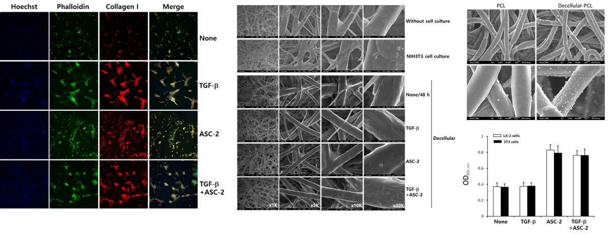 3D 배양된 LX-2세포에서 collagen 분비에 대한 TGF-β 및 ascorbate의 영향