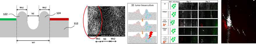PCL 나노섬유로 구성된 wall chamber 제작 모식도와 wall chamber에 분주한 호중구의 분포를 나타내는 전자현미경 이미지, Wall chamber 나노섬유 스캐폴드에서 암-혈관 재생 모델과 세포손상 민감도 측정. 측정 모델과 wall chamber 나노섬유 스캐폴드에서 암세포 구획으로의 혈관세포 이동측정 시스템. wall chamber 나노섬유 스캐폴드에서 암세포 구획으로 혈관내피세포 이동