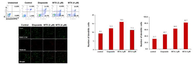 Mitoxantrone 처리에 의한 암세포의 세포사멸, 수지상세포의 암세포로의 이동을 측정한 결과