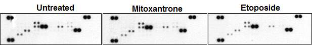 Mitoxantrone을 처리한 암세포에서 분비되는 chemokine 분석 결과