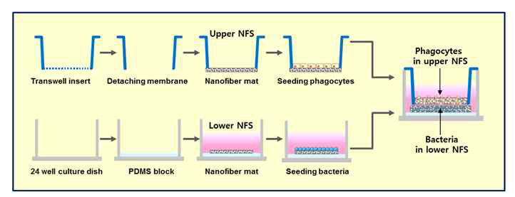 나노섬유 기반 면역세포 3D 이동 측정 Layer-by-layer system 개요도