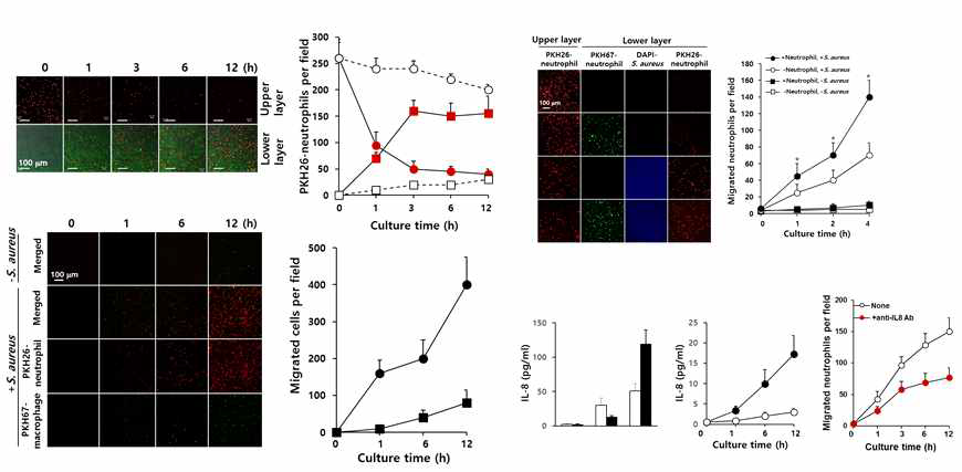 호중구 및 대식세포의 포도상구균으로 이동을 측정한 결과, IL-8 농도 측정과 anti-IL-8의 여향을 측정한 결과