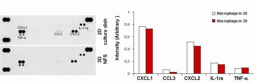 2D와 3D에서 세균과 공배양한 호중구에서 분비되는 chemokine을 측정한 결과