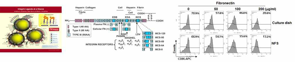 세포간 및 세포-세포외기질간의 결합에 관여하는 integrin과 ligand, fibronect의 세포결합 도메인, 2D 배양 상태에서 fibronectin 처리에 의한 수지상세포 활성의 저해