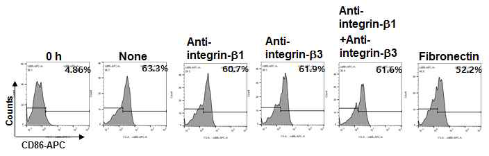 비장 수지상세포의 활성화에 대한 anti-β1, anti-β3 항체의 영향