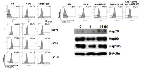 배양한 수지상세포의 활성에 대한 HSP 항체의 영향 및 세포질 내 HAP 발현의 정도를 측정한 결과