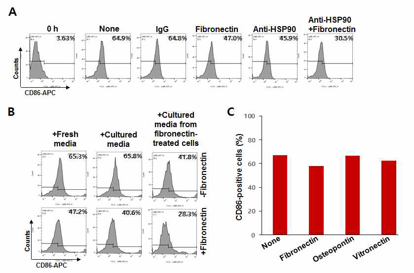 Fibronectin과 HSP 항체의 동시 처리 효과, 배양액의 활성효과, integrin 결합 단백질의 효과를 측정한 결과
