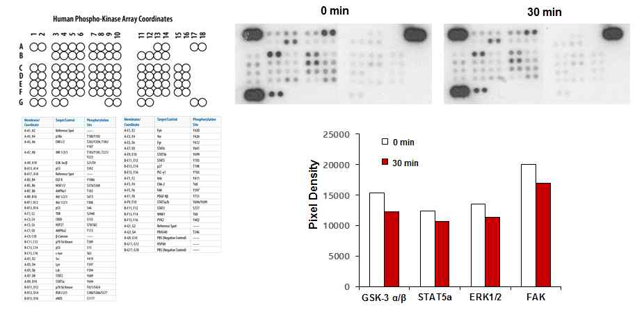 2D에서 배양한 수지상세포의 phosphokinase array 결과