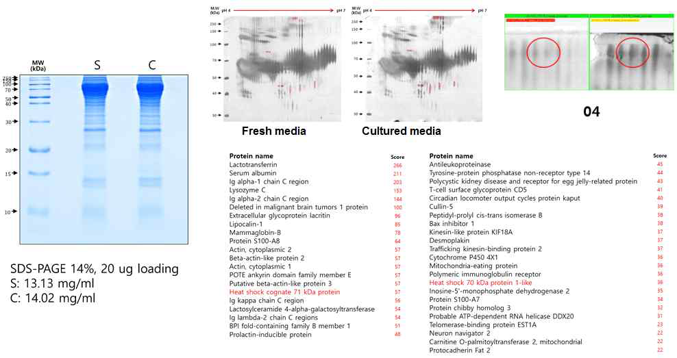 2D에서 수지상세포 배양액의 단백질 분석