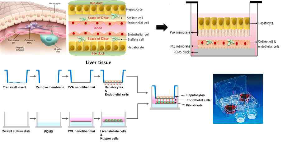 종전 공배양 시스템, 간 조직, 본 발명에 따른 공배양 시스템 및 간세포 공배양 시스템의 개발도