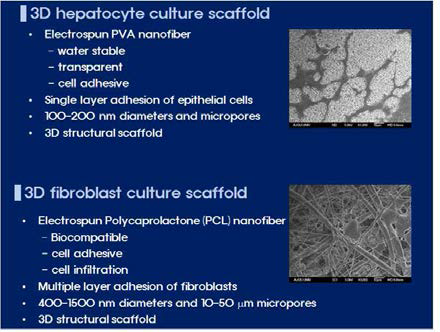 간세포와 섬유아세포의 공배양을 위한 나노섬유 지지체의 특성