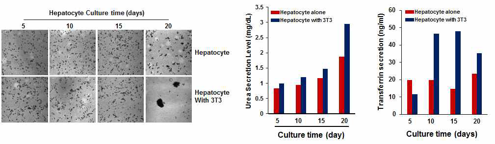 간세포의 형태와 urea 및 transferrin 생성을 측정한 결과