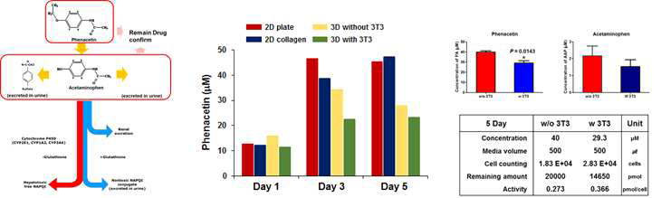 Phenacetin의 대사경로, VA 나노섬유를 이용한 3D 초대간세포 공배양 시스템에서 3T3 fibroblast 유무에 따라 남아있는 간세포 수 및 대사활성