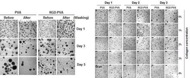 PVA 및 RGD-PVA에서 배양한 간세포의 분포 및 부착성을 관찰한 결과, PVA 및 RGD-PVA에 배양한 간세포의 부착성에 대한 collagen의 영향