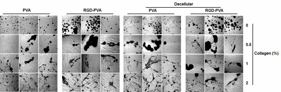 Decellular PVA에 간세포를 배양하면서 collagen을 첨가한 결과