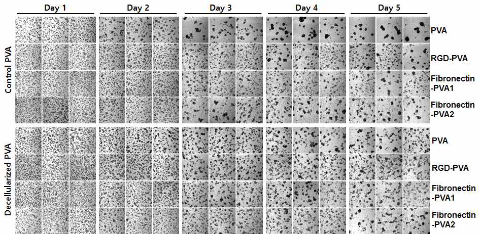 Decellular PVA, RGD-PVA, fibronectin-PVA에서 간세포 배양 후 세포응집 정도를 관찰한 결과