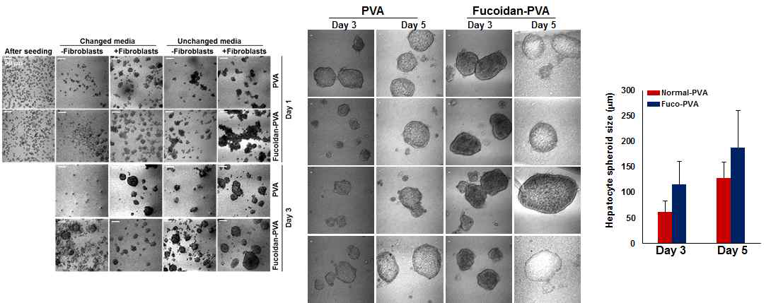 Fucoidan-PVA에서 간세포 배양 시 세포응집이나 spheroid 형성 정도를 관찰한 결과