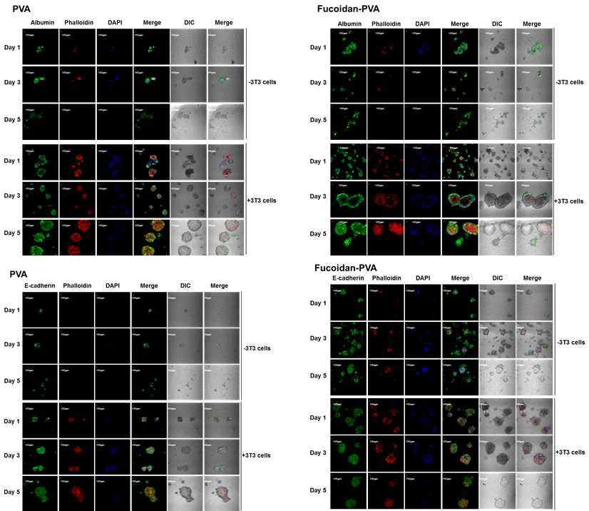 PVA 및 fucoidan-PVA에서 배양한 간세포의 spheroid형성과 이들 세포에서 발현되는 albumin과 E-cadherin 발현을 관찰한 결과