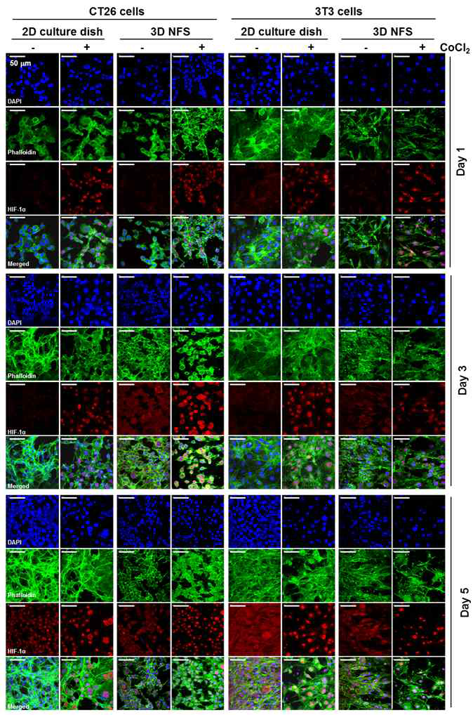 3D 상태에서 배양한 암세포에서 CoCl2에 의한 형태변화와 HIF-1α의 발현 정도를 측정한 결과. Phalloidin-FITC, HIF-1α-PE, DAPI 염색
