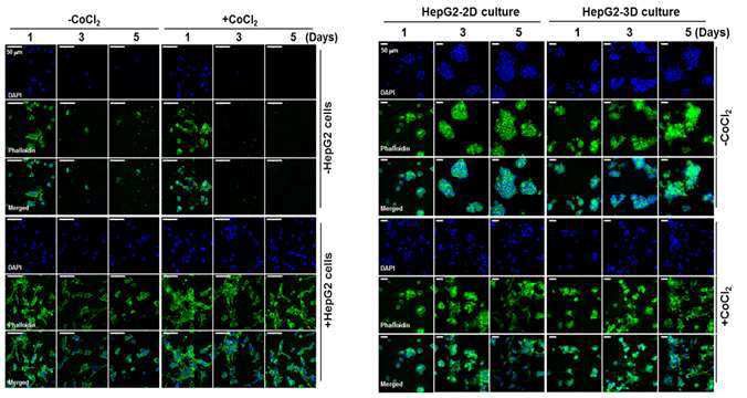HepG2 공배양에 의한 Ea.hy926 세포의 성장 특성과 CoCl2의 영향과 HepG2 성장에 대한 CoCl2의 영향