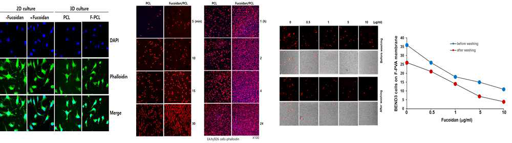 세포배양 조건에 따른 혈관내피세포의 부착 형태 비교, 혈관내피세포가 PCL 및 F-PCL에 부착하는 정도를 비교한 형광현미경 이미지, 혈관내피세포의 Fucoidan-PCL 결합능에 대한 fucoidan의 농도별 저해 효과