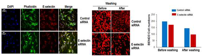 bEND3 세포주에서 E-selectin siRNA 처리에 의한 Fucoidan-PCL 결합에 대한 영향
