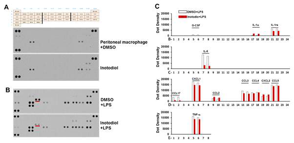 LPS로 자극시킨 대식세포에서 cytokines과 chemokines 분비에 대한 inotodiol의 영향