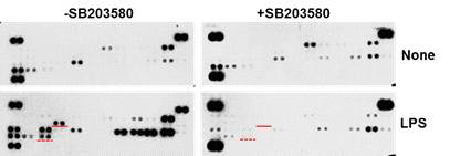 LPS 자극에 의한 cytokine 분비에 대한 p38 MAPK 저해제의 영향