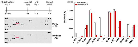 마우스 복강액내 LPS 주입으로 증가되는 cytokines과 chemokines의 분비에 대한 inotodiol의 영향